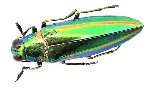 Buprestidae chrysochroa rajah - chrysochroa,