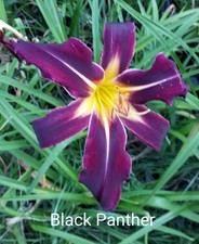Hemerocallis 'Black Panther' Taglilie