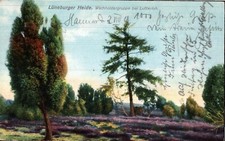 Lüneburger Heide , Wachholdergruppe bei Lutterloh  1909