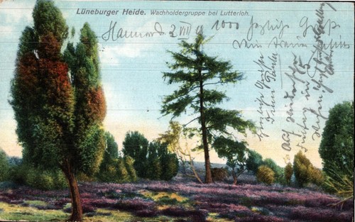 Lüneburger heide - lüneburger,