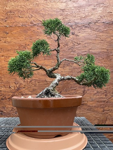 Bonsai shohin chinesischer - bonsai, shohin,