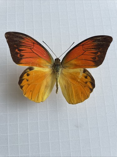 Entomologie hebomoia - entomologie*,