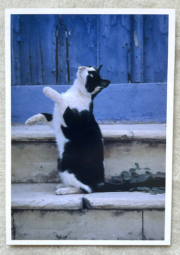 Postkarte katze akrobat - 1, akrobat-