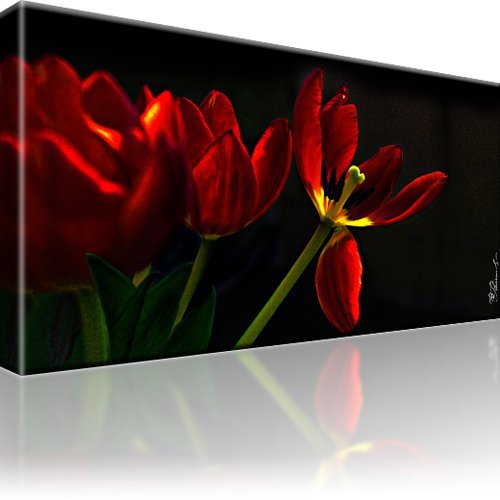 Rote tulpen blumen bild - tulpen, bilder