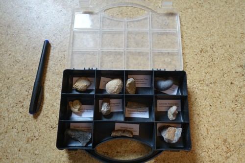 Stk set fossilien - 11,