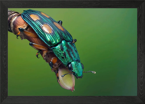 Buprestidae käfer gerahmtes - käfer,