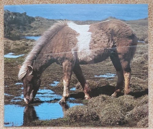 Pferdebild poster - 1, pferdebild,