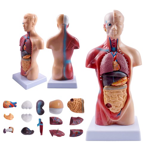 Anatomie torso modell 28cm - torso,