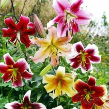 Lilienzwiebeln Baumlilie Riesenlilie Lilium Onion Zwiebeln Winterhart Hohe Farbe