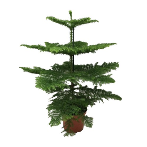 Zimmertanne araucaria - zimmertanne,
