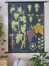 Vintage schulwandkarte wein - schulwandkarte,
