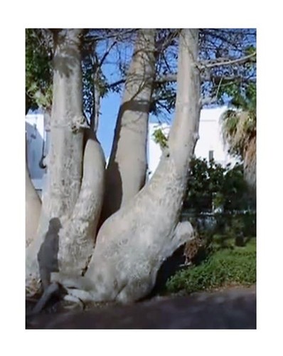 10x adansonia digitata baobab - adansonia,
