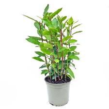 XL Gewürzlorbeer Lorbeer