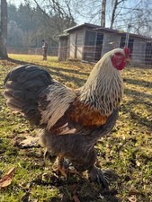 brahma, bruteier, Sonderfarben