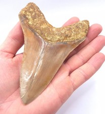 Very nice megalodon - very, shark