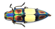 Buprestidae, Chrysochroa