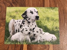Hundepostkarte ? DALMATINER Hündin mit Welpen ? AK HUND