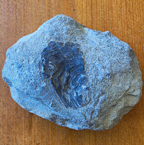 Ammonit tierfossil - ammonit,