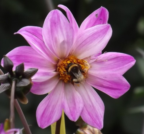 Dahlien dahlie - (◕‿◕)\@,