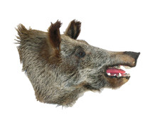 Jagd Trophäe Wildschwein Kopf