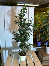 Ficus Benjamina 100-130cm
