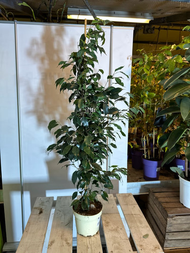 Ficus benjamina 100 130cm - ficus, 100-130cm