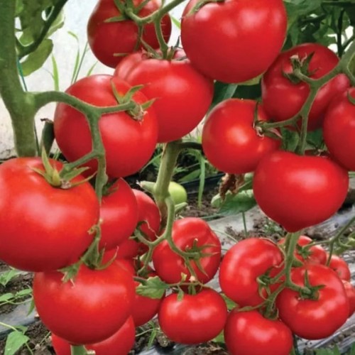 Tomatensamen leda gemüse - leda, f1