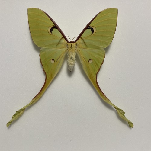 Entomologie*Actias