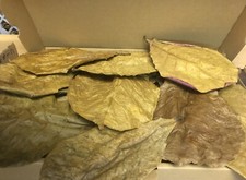 1 Karton Seemandelbaumblätter