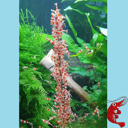 Shrimp lollies set auswahl - shrimp,