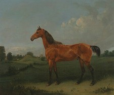 A Bay Horse in a Field Edmund Bristow Braunes Pferd Tiere Wiese Weide B A3 01472