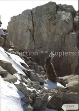 Hasen Schneehase Lepus timidus Lievre variabl