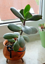 Geldbaum * Crassula Ovata Pfennigbaum * Pflanze * Ableger * Glücksbaum * Senker