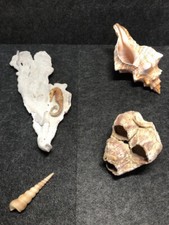 Raritäten echte blaue Koralle Meerschnecke Seepocke  Muschel Seepferdchen Deko