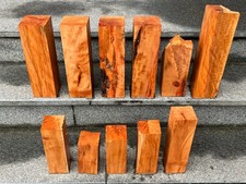 Birnbaum mit Rotkern +