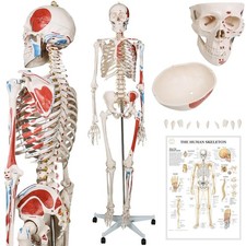Jago®  Anatomisches Skelett