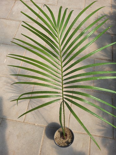 Cycas shanyaensis palmfarn - shanyaensis,