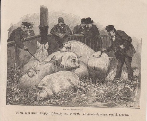 Orig holzstich schweine - schweine,
