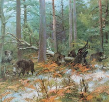 Schwarzwild Wald Kunstdruck  42 x 39 cm Jagdmalerei Jagdbild v. Fritz Laube