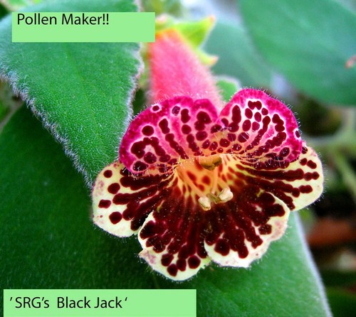 Mini kohleria saliba black - saliba, "black