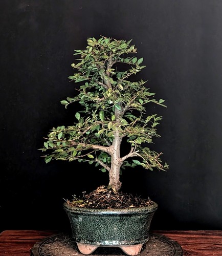 Bonsai chinesische ulme ulmus - chinesische,