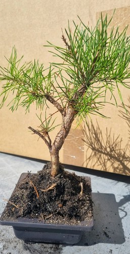 Bonsai kiefer pinus sp - bonsai,,