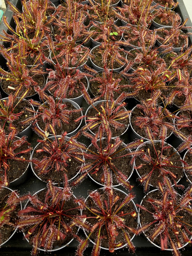 Drosera capensis gifberg - drosera,