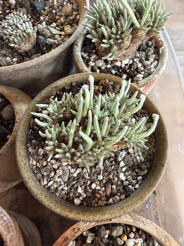 Avonia quinaria white - avonia,