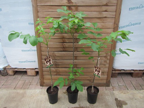 Walnussbaum juglans regia - -,
