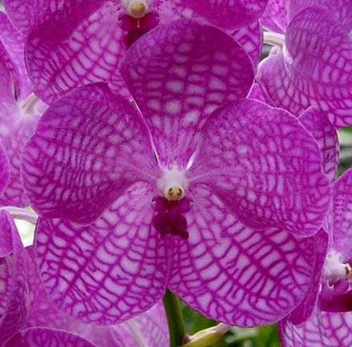 Vanda coerulea pink rare - coerulea,