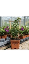 Bougainvillea 'Alexandra' –