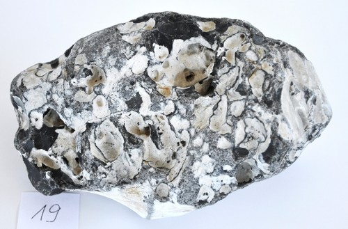 Hühnergott feuerstein - kg,