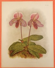 Cypripedium gratrixianum