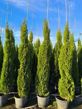 Cupressus Sempervirens Totem -